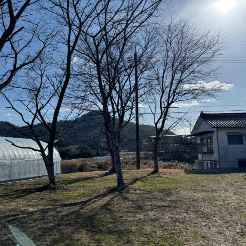 ソニックファーム