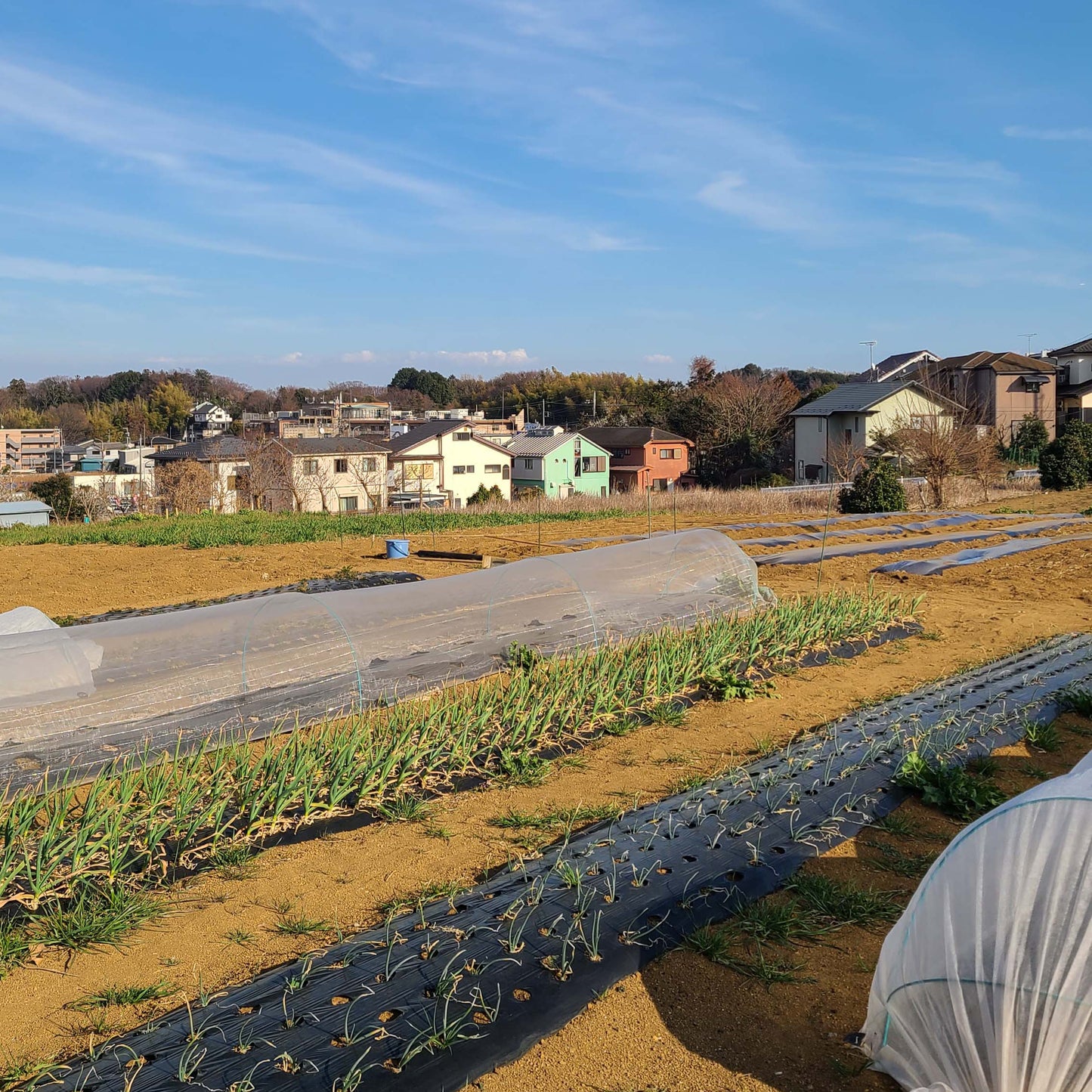 あきら農園