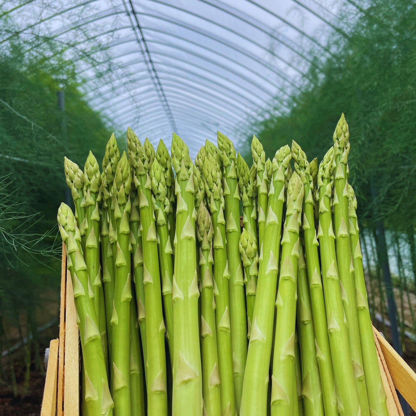 Farm&Firmかたもと