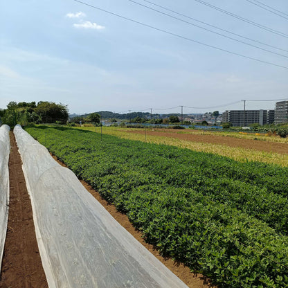きたやま農園