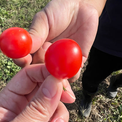 安曇野農園 RANA35