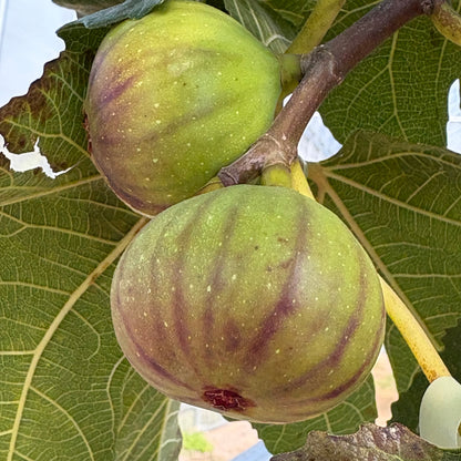 安曇野農園 RANA35