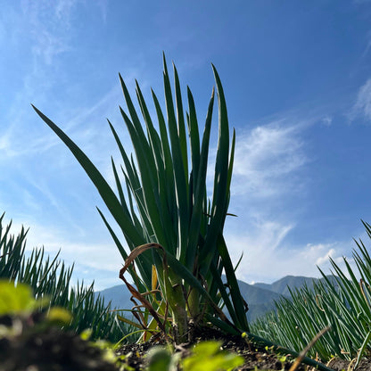 安曇野農園 RANA35