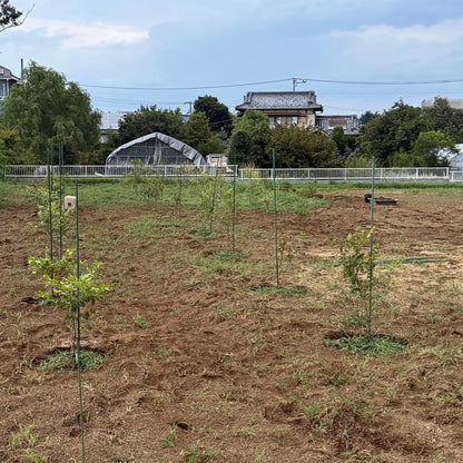 安行梅松園たかやまファーム