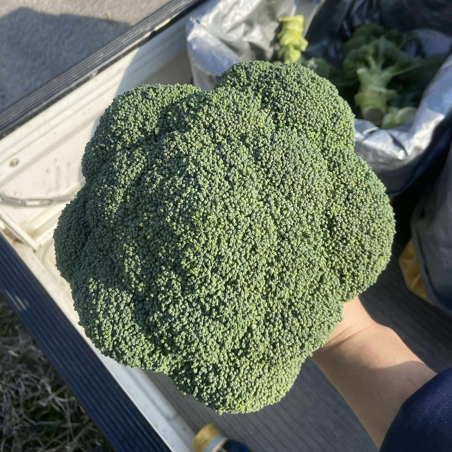 探検堂