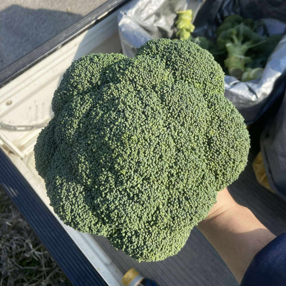 探検堂