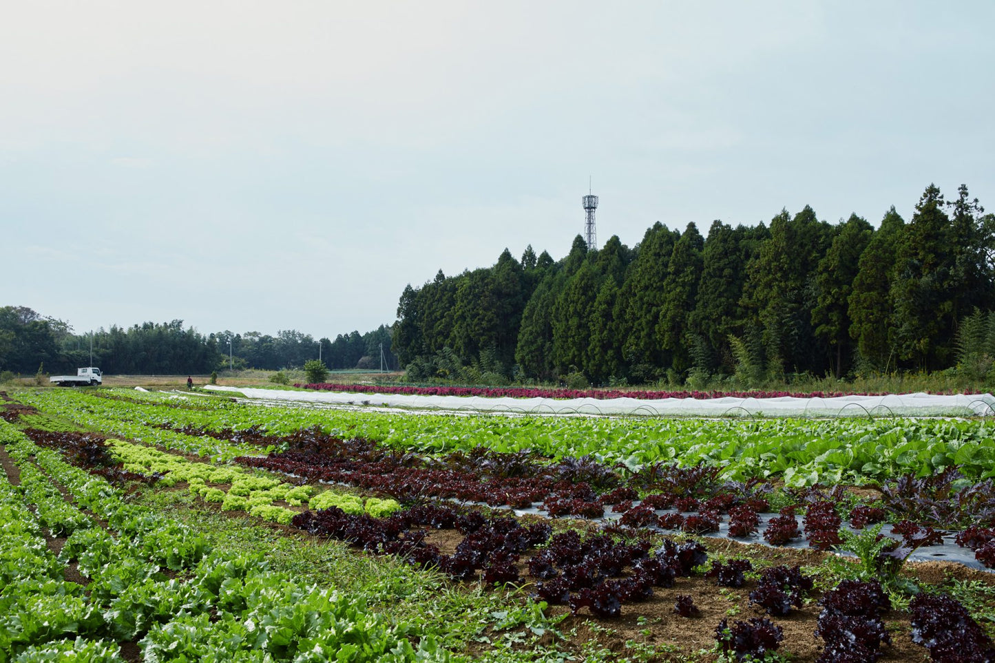 株式会社柴海農園