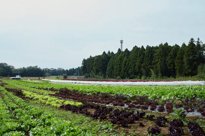 株式会社柴海農園