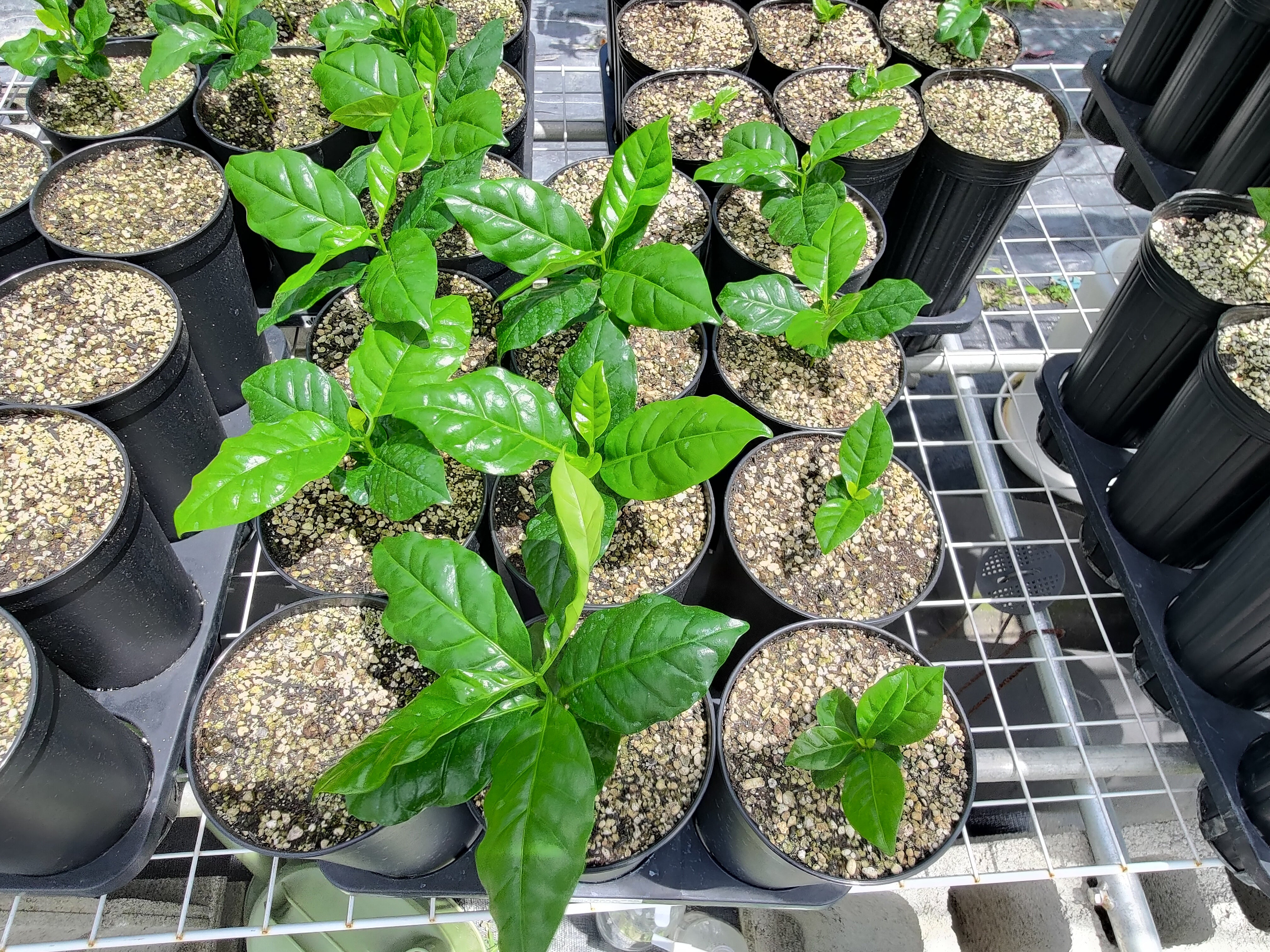 いそっぷ農園 – COOPMYFARM