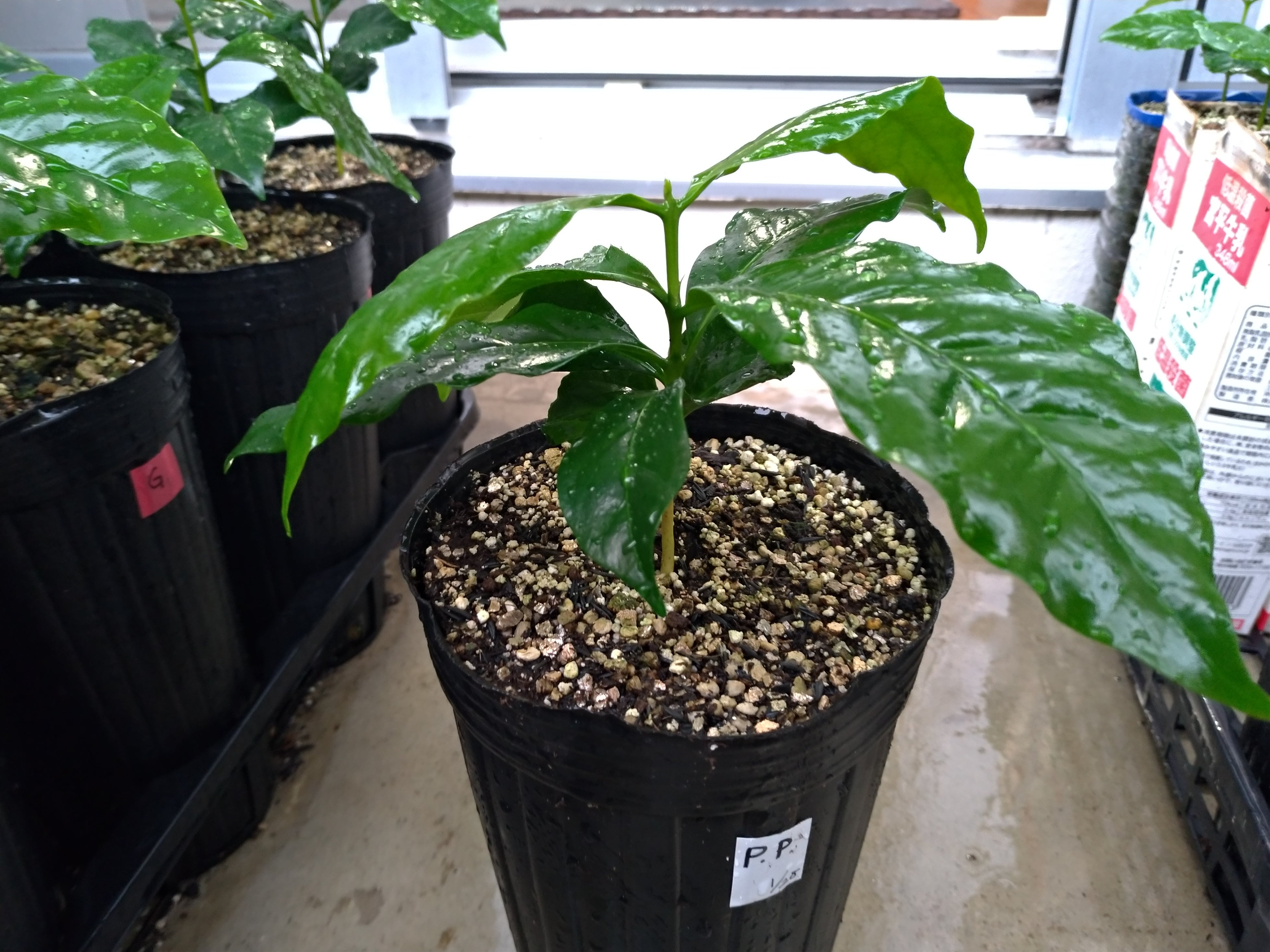 いそっぷ農園 – COOPMYFARM