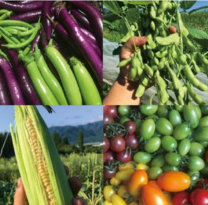 【ギフト】南阿蘇のお楽しみ野菜セット