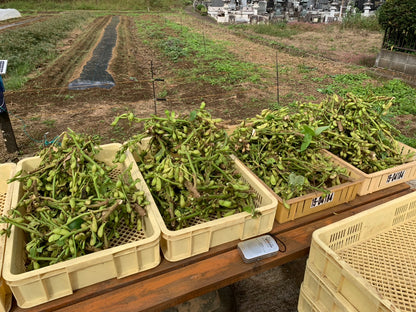 四方津高柄山農園