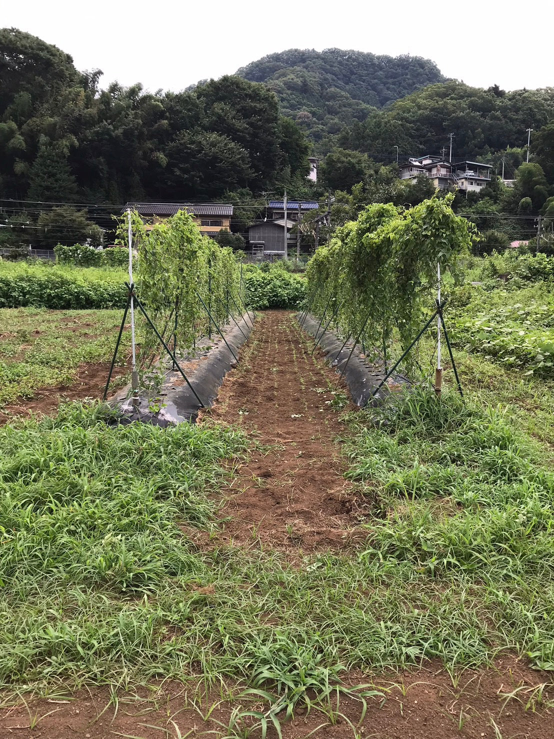 四方津高柄山農園